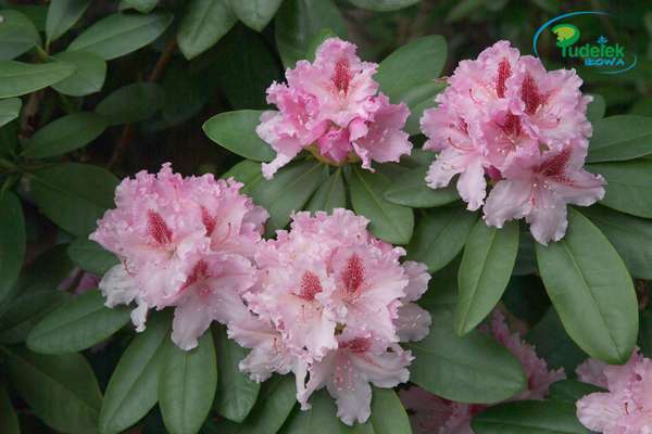 Rhododendron Progres